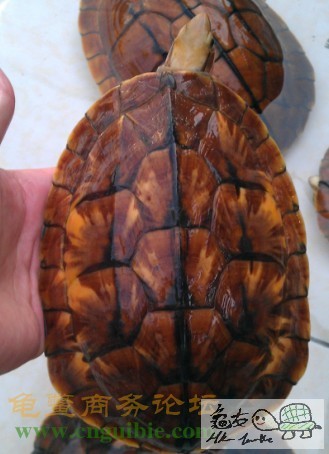 182548oa333vlggxpb3efr.jpg