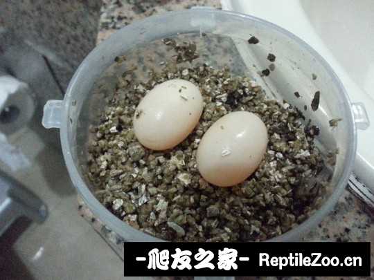 210047id6pqzjedug66gg8.jpg