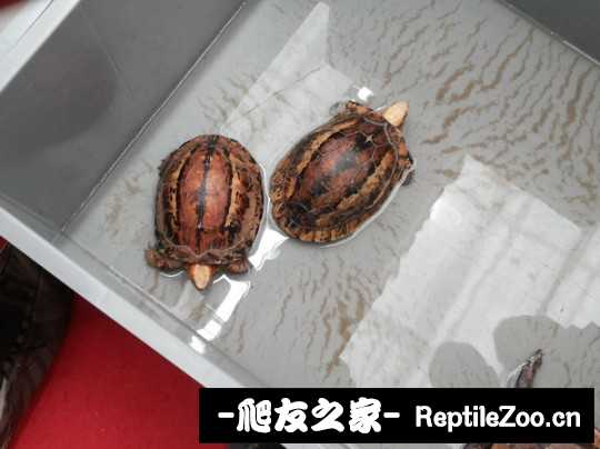 210641zbbpbepbea7tpbqu.jpg
