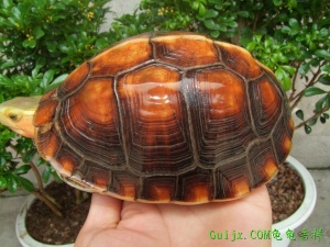 210707s8x8x8rrxswzt2x2.jpg