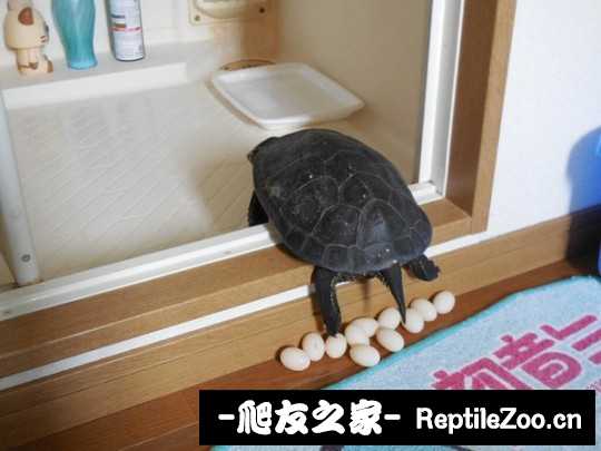 213941b3zm444929dlymnm.jpg