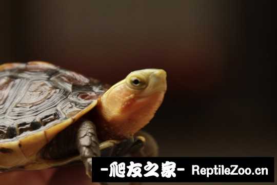 213952rpu5cjpdngdujp53.jpg