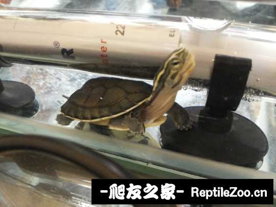 214044qfpmfzmhepvffm55.jpg