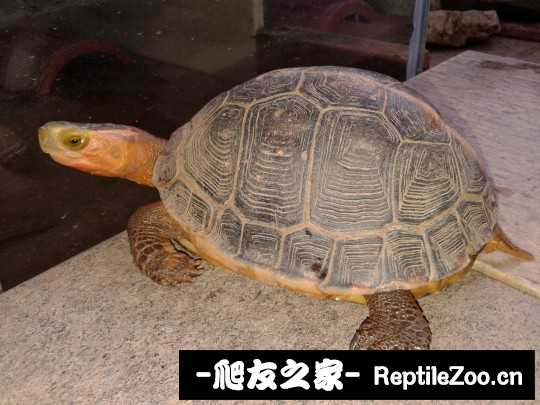 214156rzz9lzkmmkqd9qph.jpg