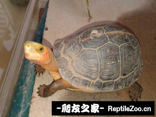 214157r88gs3myhvshvg33.jpg