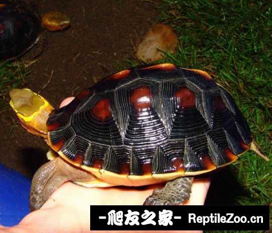 214204wpcd5lcuu54ur6pi.jpg