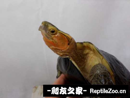 214205zth39hkkhk2kggah.jpg