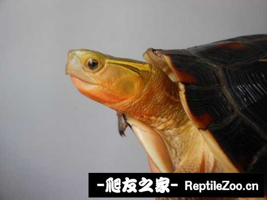 214207znhx9dttxc3xbar1.jpg