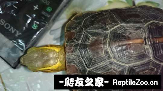 214212alkhrs7s9puu3t01.jpg