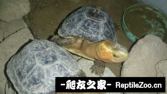 214212qsbeble3dbbipbdl.jpg