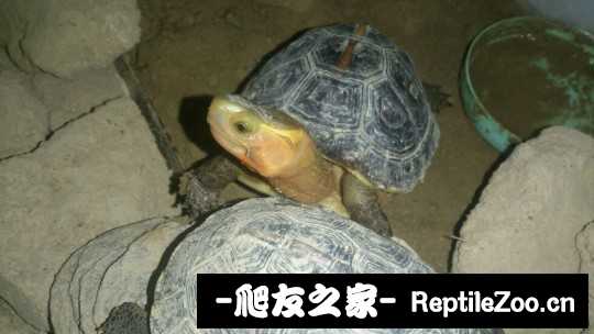 214213j0lbp09grl276bug.jpg