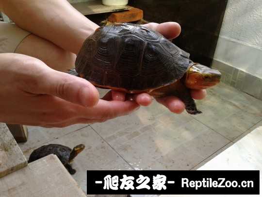 214300br2f0mx8pr58c2rx.jpg