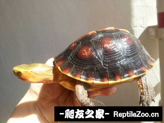 214415tz2rgqgg2mqrydje.jpg