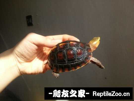 214416a92sp25zjffjdlui.jpg