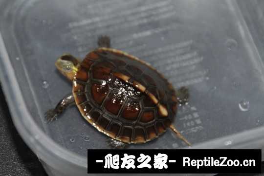 214427oym43ws931h663x3.jpg