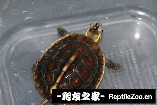 214428o6caoccapr6rpy33.jpg