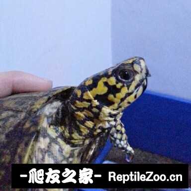 214710qac8g7m1chpbsray.jpg