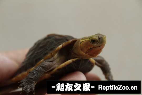 214928whihf8kghbptff86.jpg