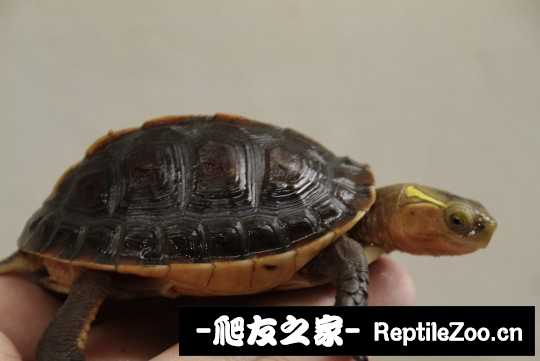 214929l963zo6trbt7jonn.jpg