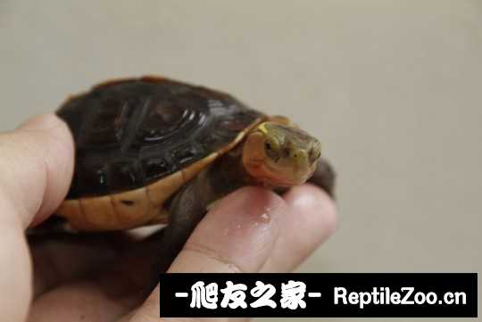 214929r1ssgsih969se01c.jpg