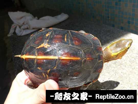 215014bpmsg7pigr7rha8f.jpg