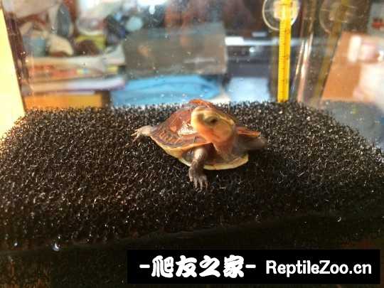 215107gybnhok2k2xhucnx.jpg