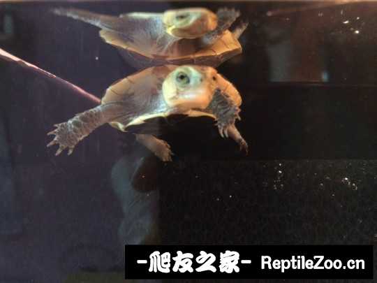 215110yc93j3401pl374sg.jpg