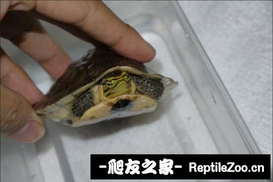 215800r646laqhouttz4to.jpg