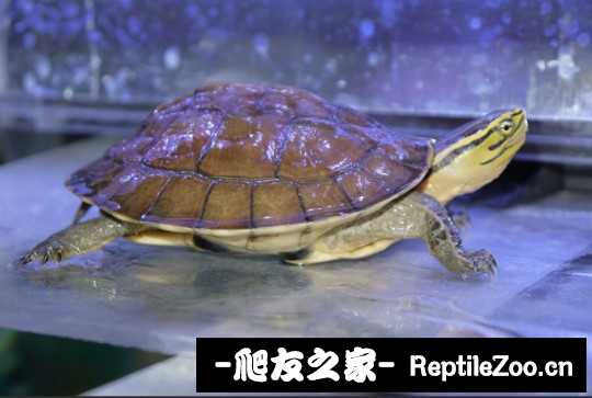 215801jn9emvfel77ffvyg.jpg