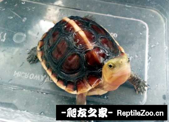 215905t5k1t1t2wtl1d6lj.jpg