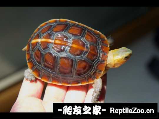 220552ocuf2oo2xyqcq1uu.jpg