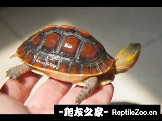 220553fonnmvb21ottop6l.jpg