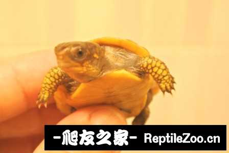 220741rgbxtw5o5ggwgvpt.jpg