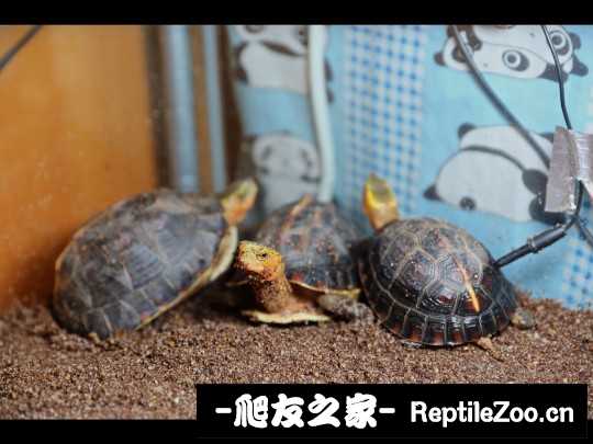 220755jqfwpkjkpupv8f7v.jpg