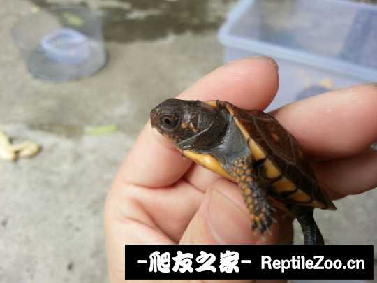 220845qgm4443c2y15212t.jpg