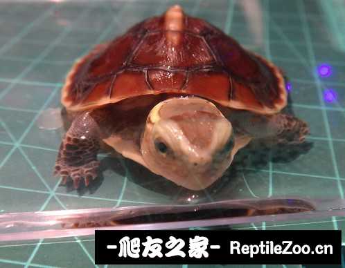 220914ra0z6t1lwsmk3a00.jpg