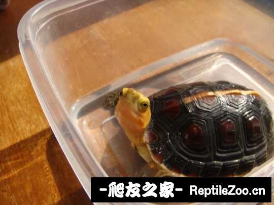 221538d878d9dnokztmoth.jpg
