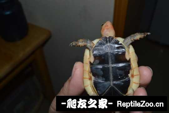 221653dx8tcyx7tc77cy27.jpg