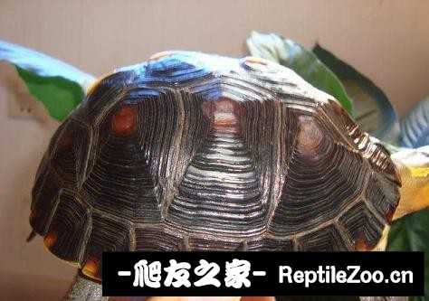 221736w6pququ6zmsgnnqq.jpg