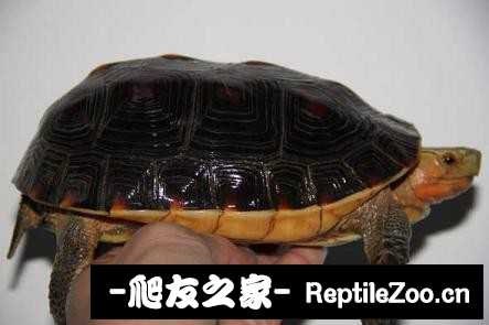 221738zc5t5zpdjr4iuycz.jpg