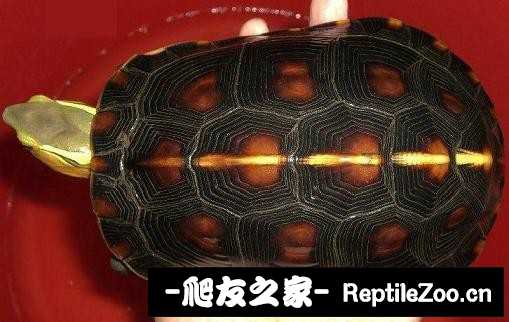 221739lmyxgvlzhm9xzm9x.jpg