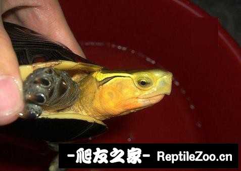 221739zeeotsuds4zeod0i.jpg