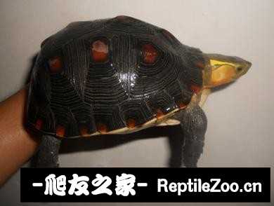221740a0ft3x3y8it24lw4.jpg