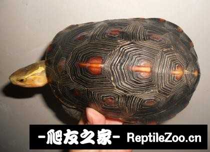 221740oprei299rp30xf30.jpg