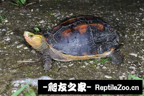221747pngkkl5nwagmalbm.jpg