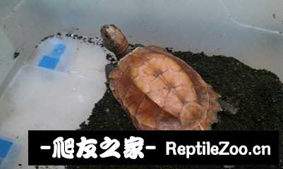 222157d8091nn2l8pzp409.jpg