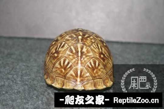 222227cfmpmxwpwf7wavz7.jpg
