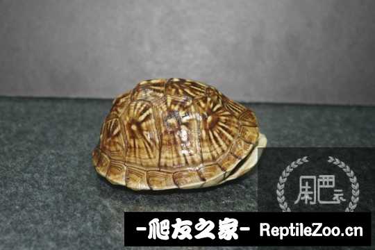 222227vv0mty1msn907rr0.jpg