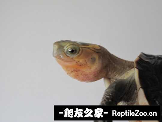 222412ffzzworc1xf83uf6.jpg