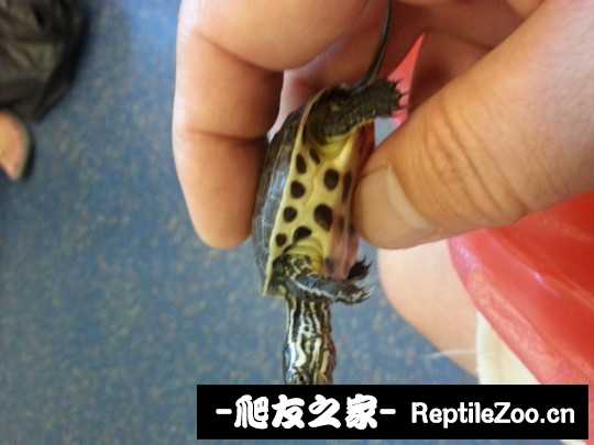 222421hz1hw9101rir2hx7.jpg